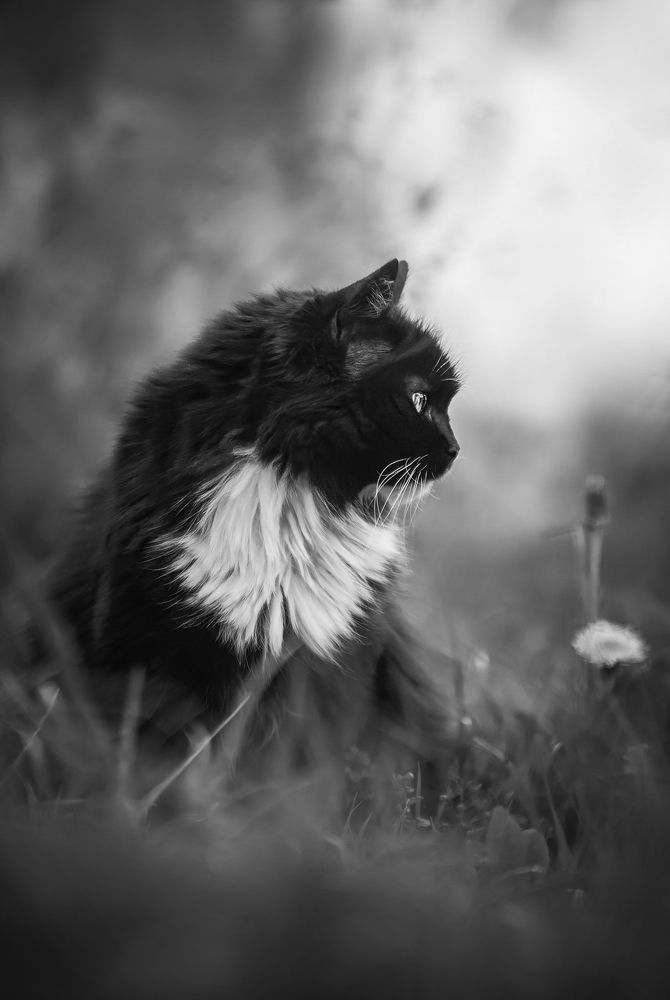 Photograph by Кристина Чижмар