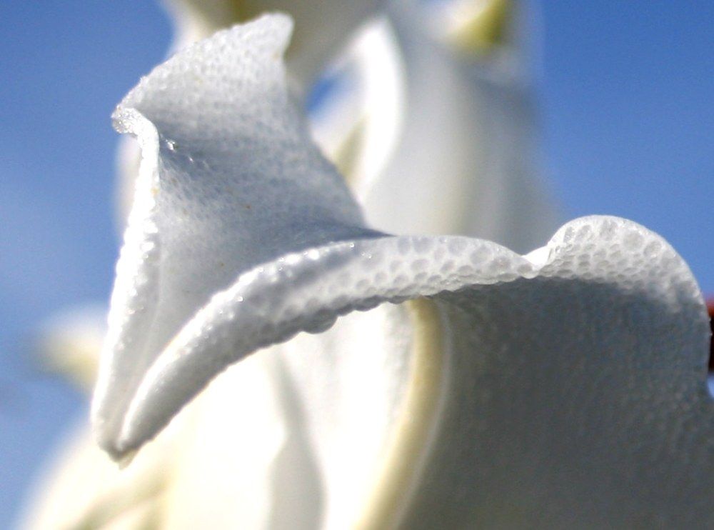 Нежность лилий