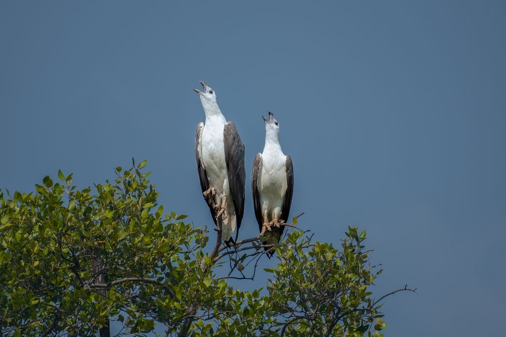 White-bellied Sea-Eagle