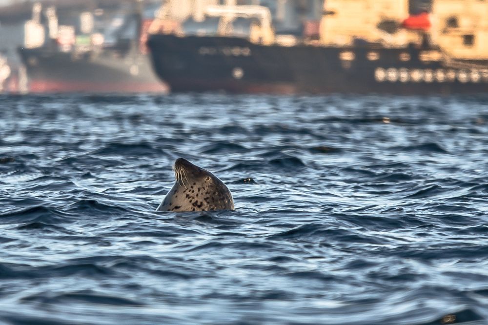 Владивостокская Нерпа