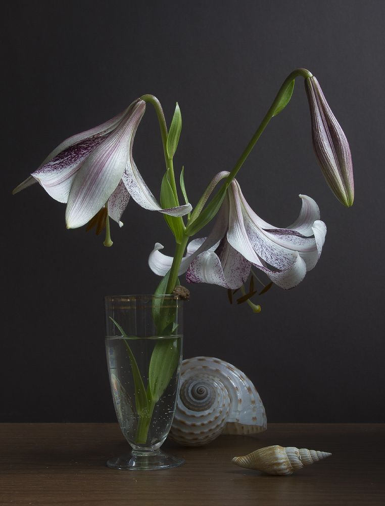 Натюрморт с лилией и ракушками.
