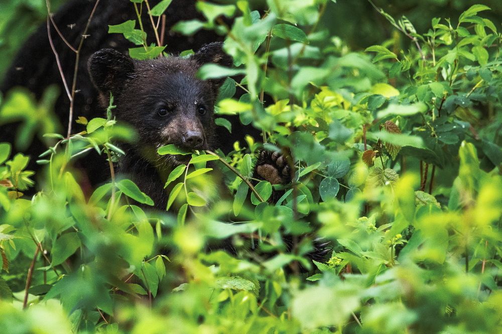 Photograph by Niroshan Mirando