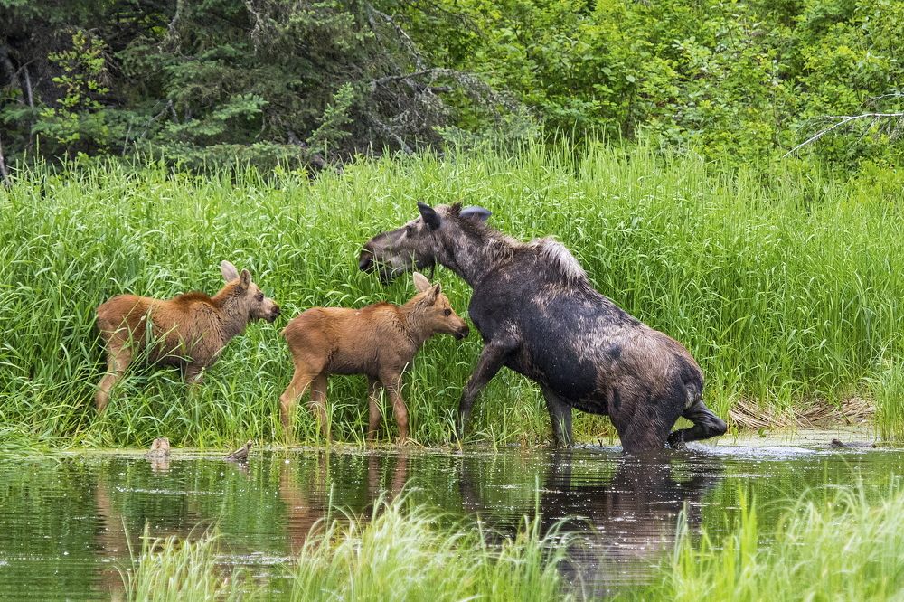 Photograph by Niroshan Mirando