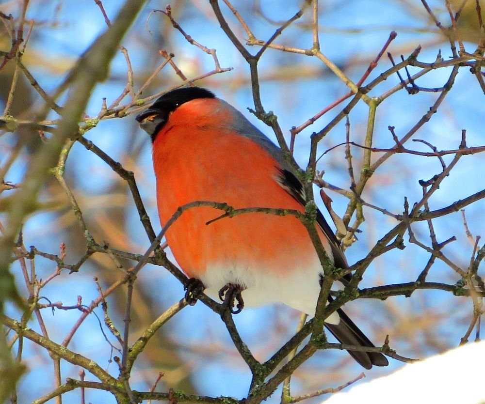 Красногрудый красавец