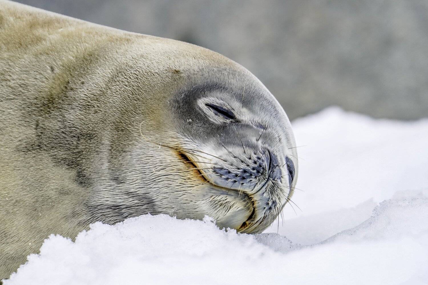Weddel Seal, Antarctica