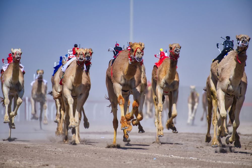 Vibrant camels about to cinch the victory