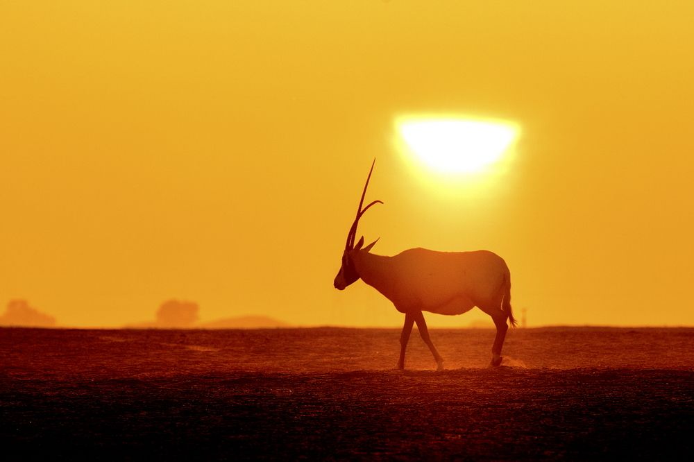 Photograph by Niroshan Mirando