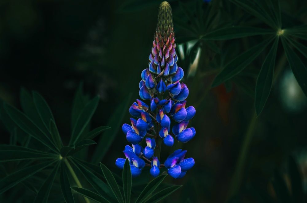 Photograph by Вероника Романенко