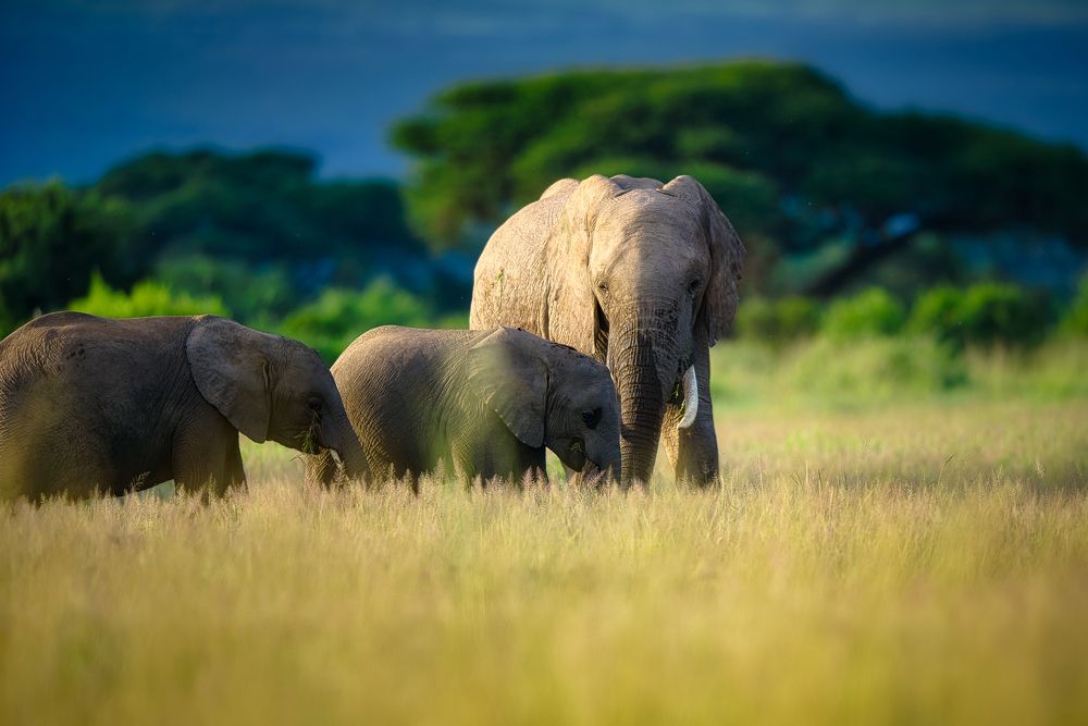 Фотография автора Ravikumar Kannaiyan