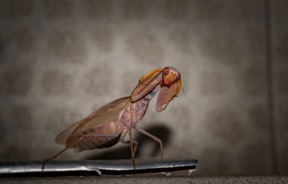 Photograph by Ариадна Подмогильная