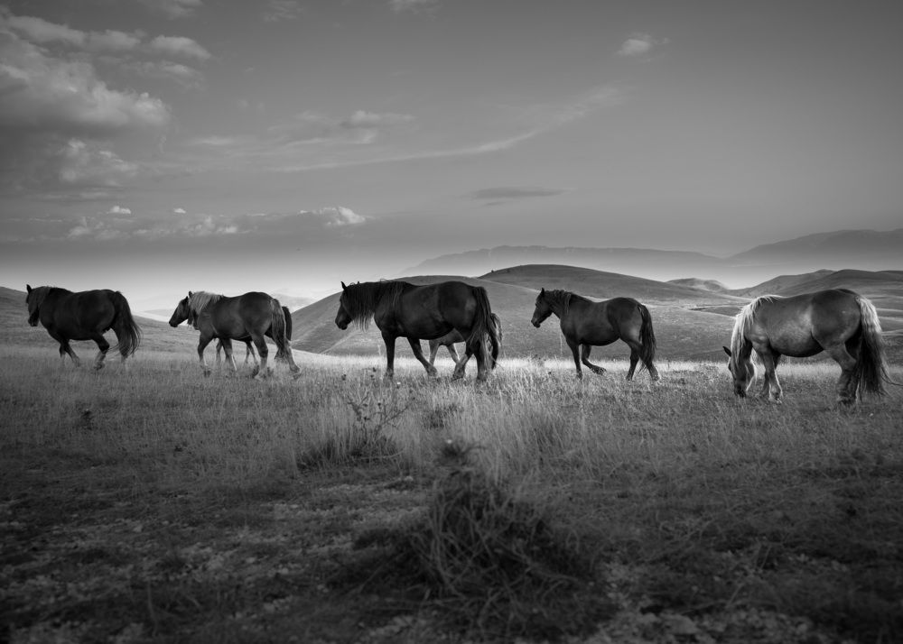 Horses