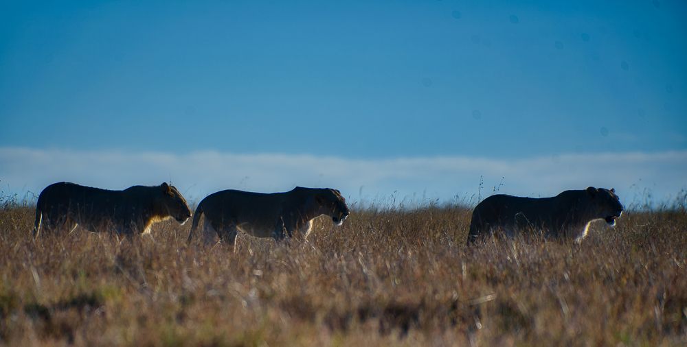 Фотография автора Ravikumar Kannaiyan