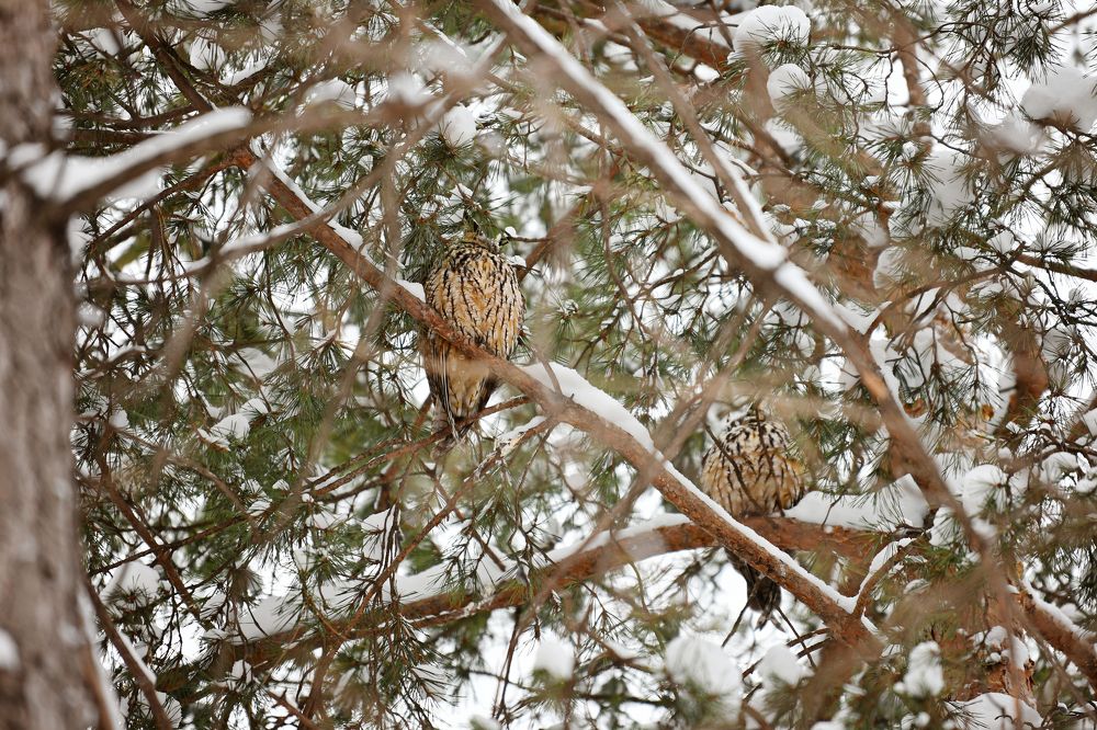 Photograph by Юлия Носова