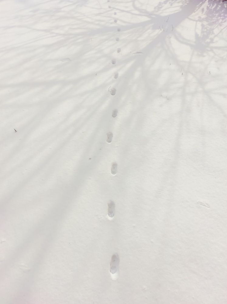 Shade of tree canopy on snow