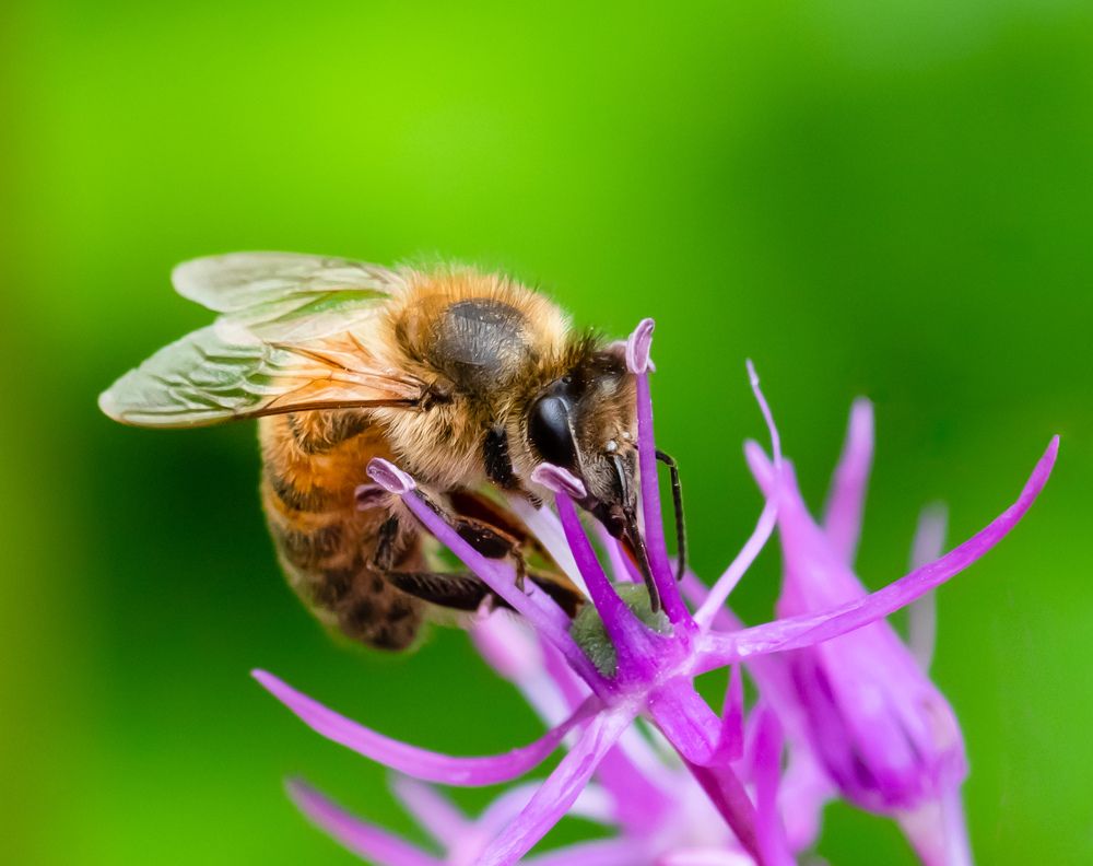 Photograph by JANIS BIJA