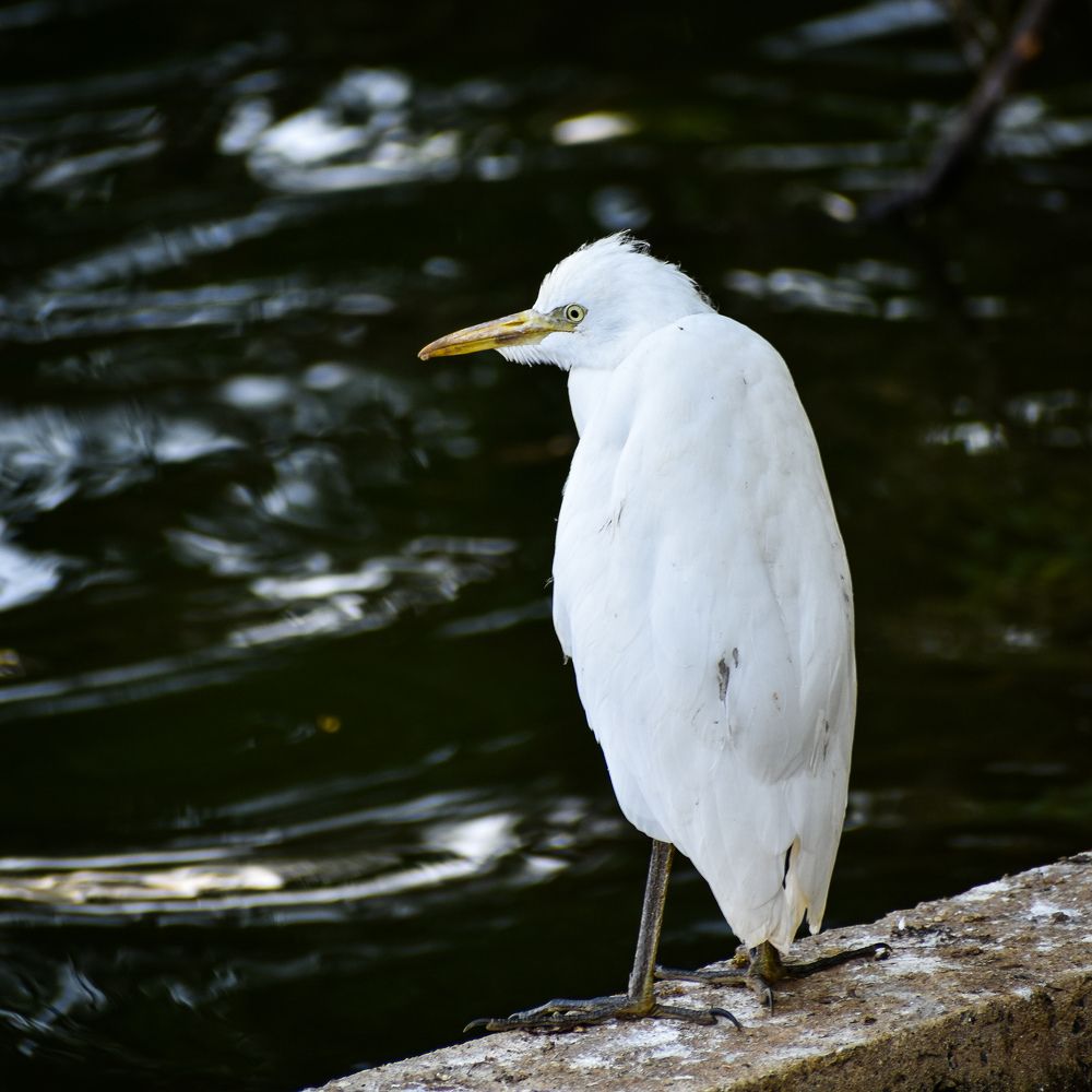 Cattle egret