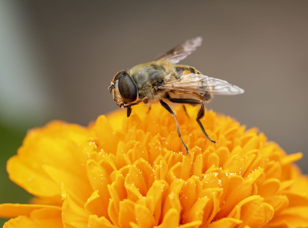 Photograph by MICHEL GAROT