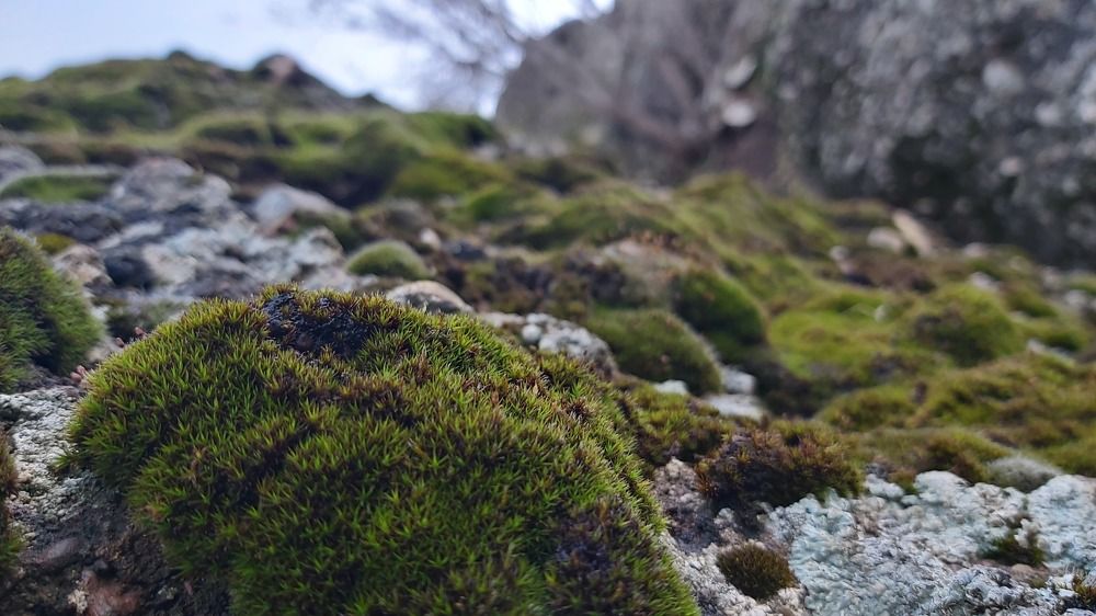 Photograph by Reza Aziz