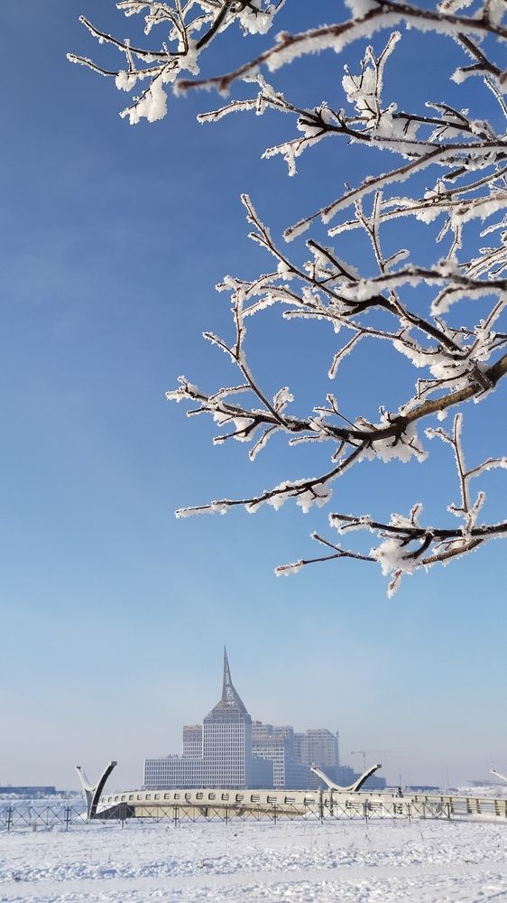 Winter cherry