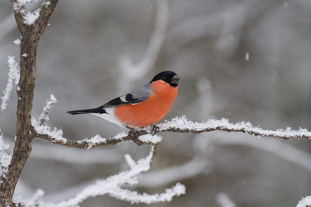 Photograph by Вячеслав Заметня