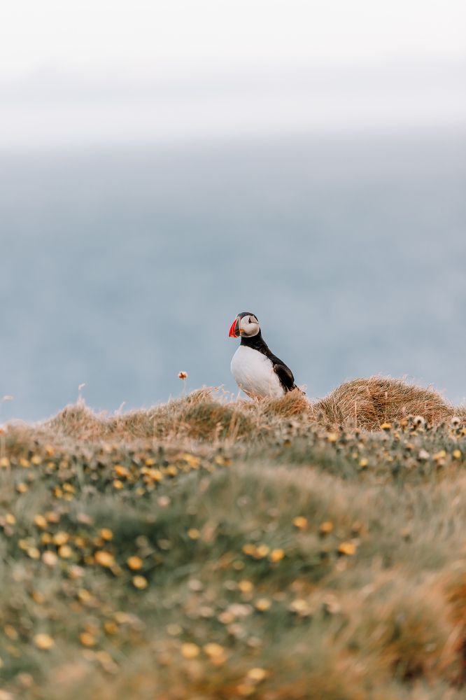 Icelandic puffins