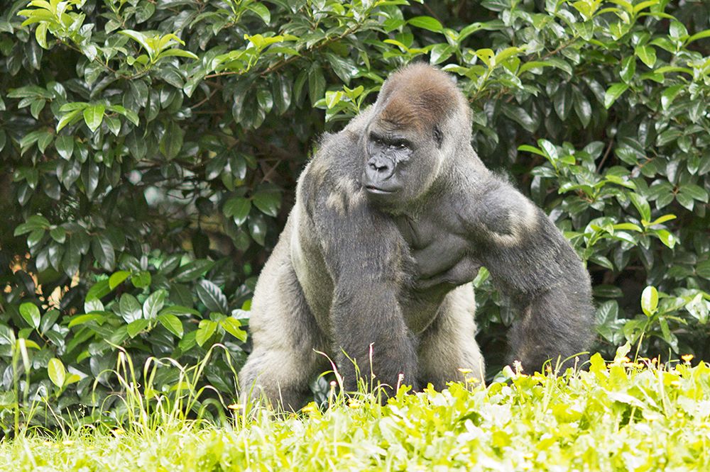 Gorila lomo plateado