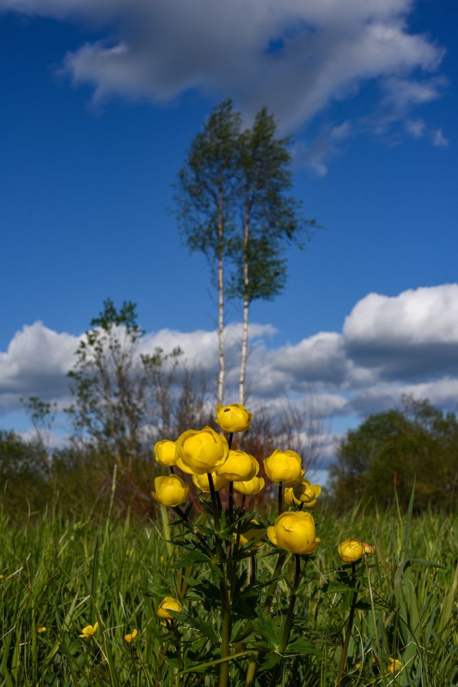 Фотография автора Варвара Сосновская