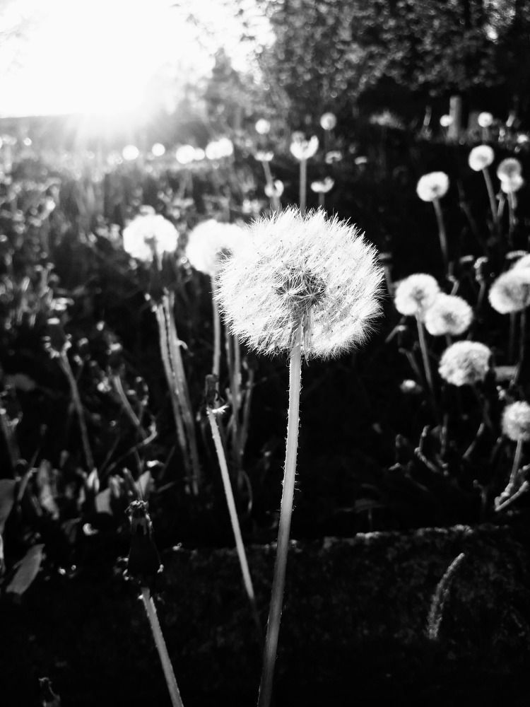 Photograph by Helen Seleznova