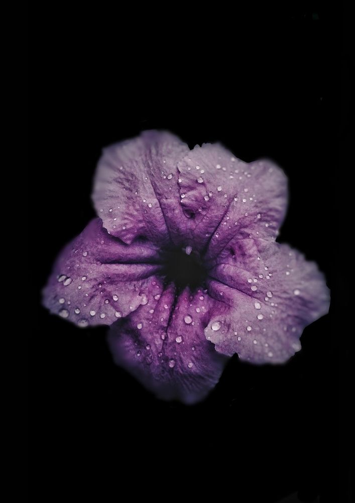 Photograph by Rain