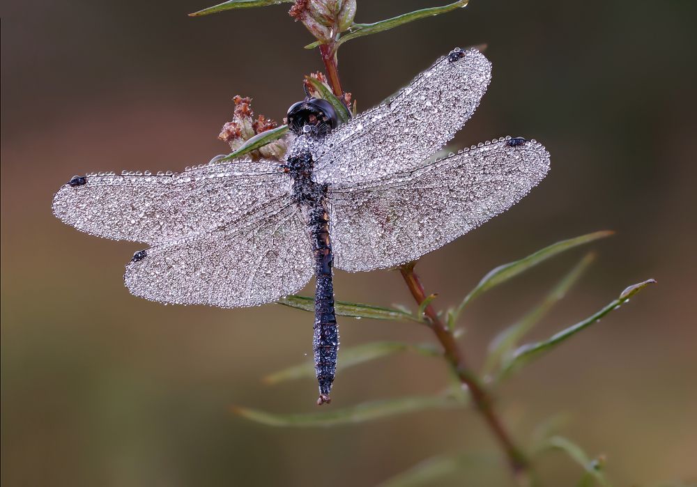 Photograph by Чепленко Алексей