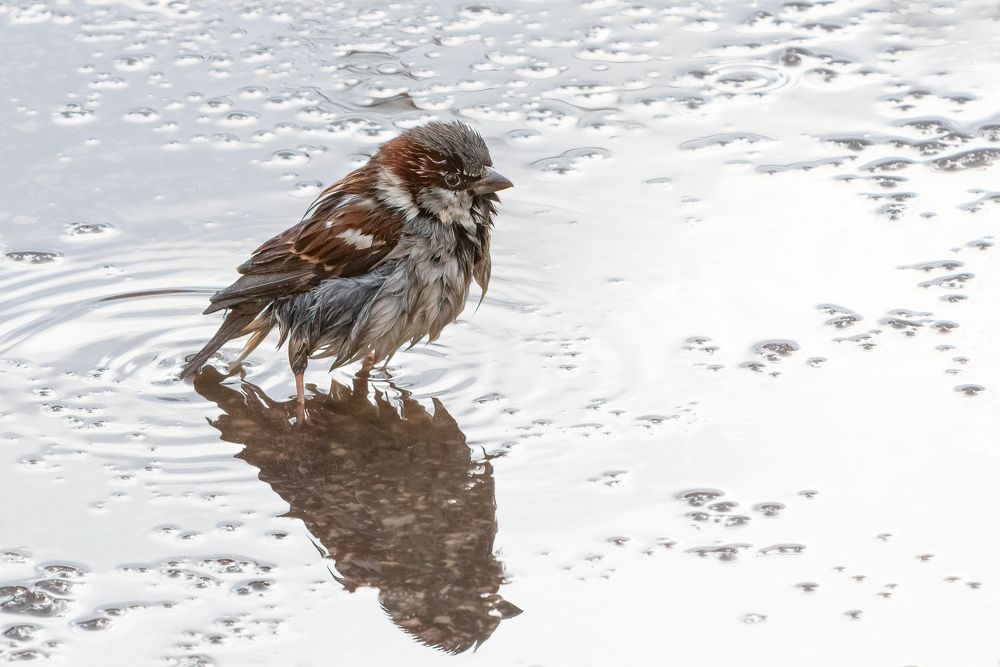 Photograph by JANIS BIJA