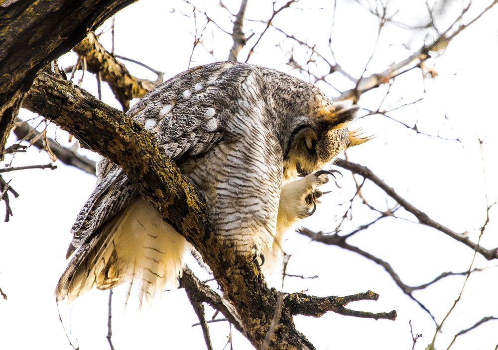 Photograph by Niroshan Mirando