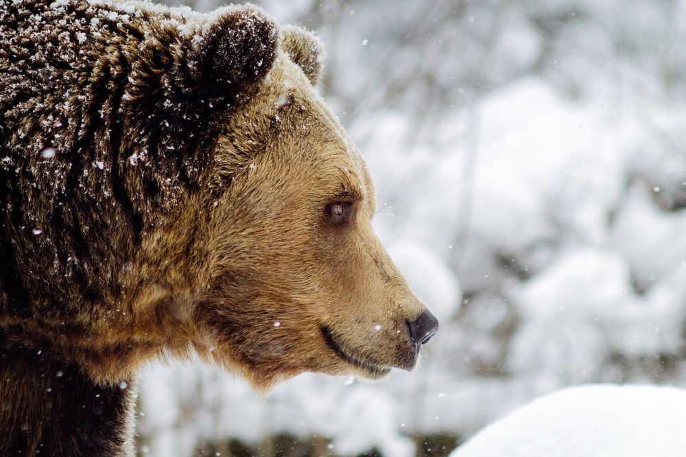 Bear in winter forest