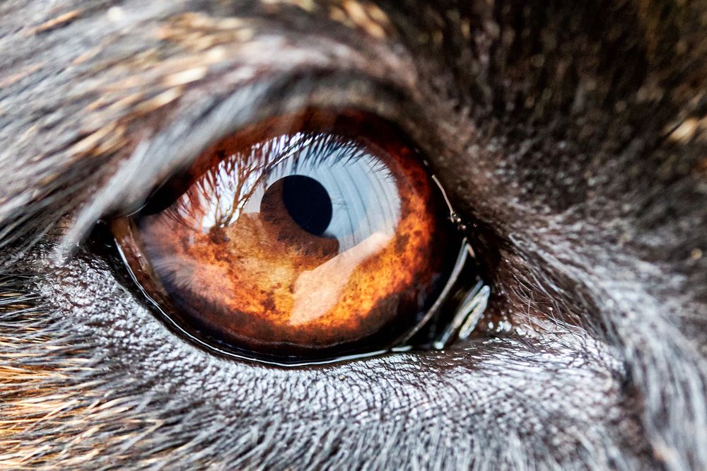 Photograph by Александр Кобелюк