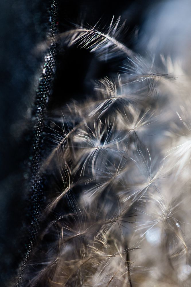 "L'attouchement stellaire"