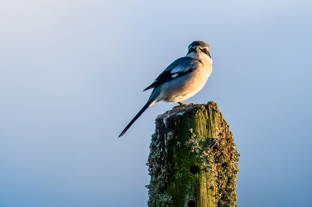 Picanço-real (Lanius meridionalis)