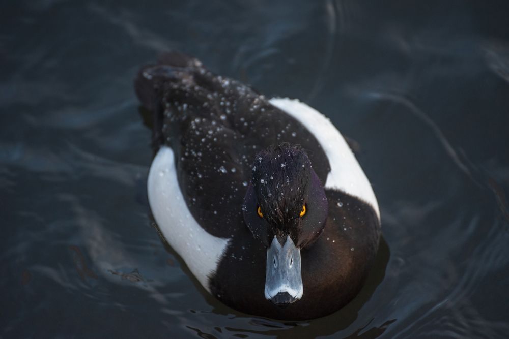 Злобный взгляд исподлобья