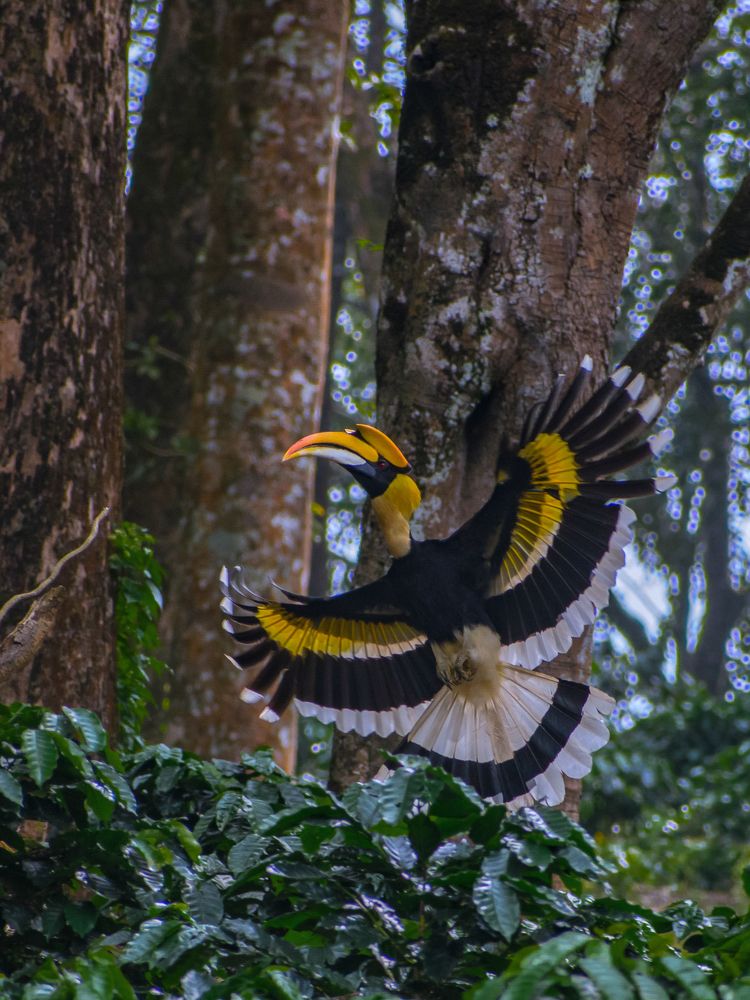 Great hornbill