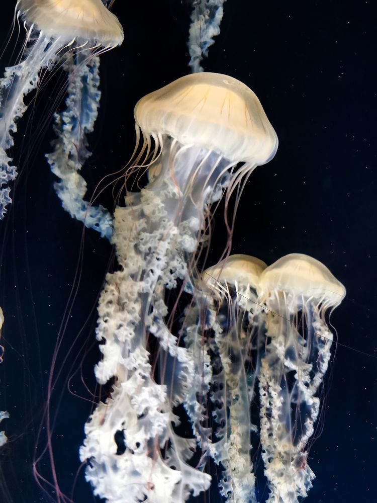 Photograph by Domagoj Sever