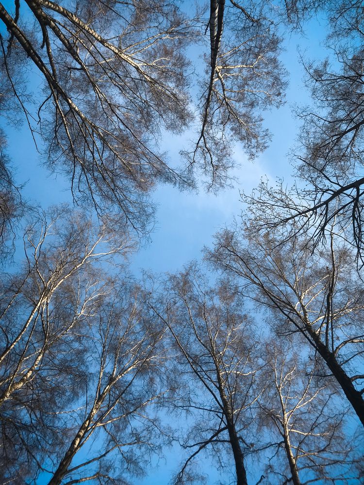 Natural patterns of nature.