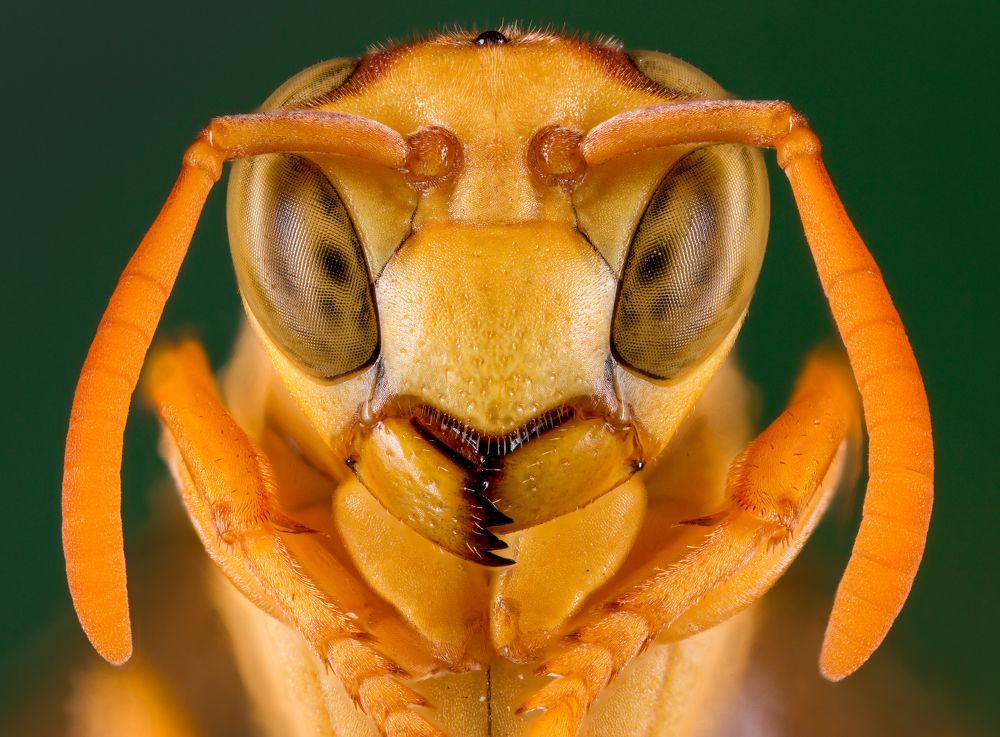 Yellow paper-wasp