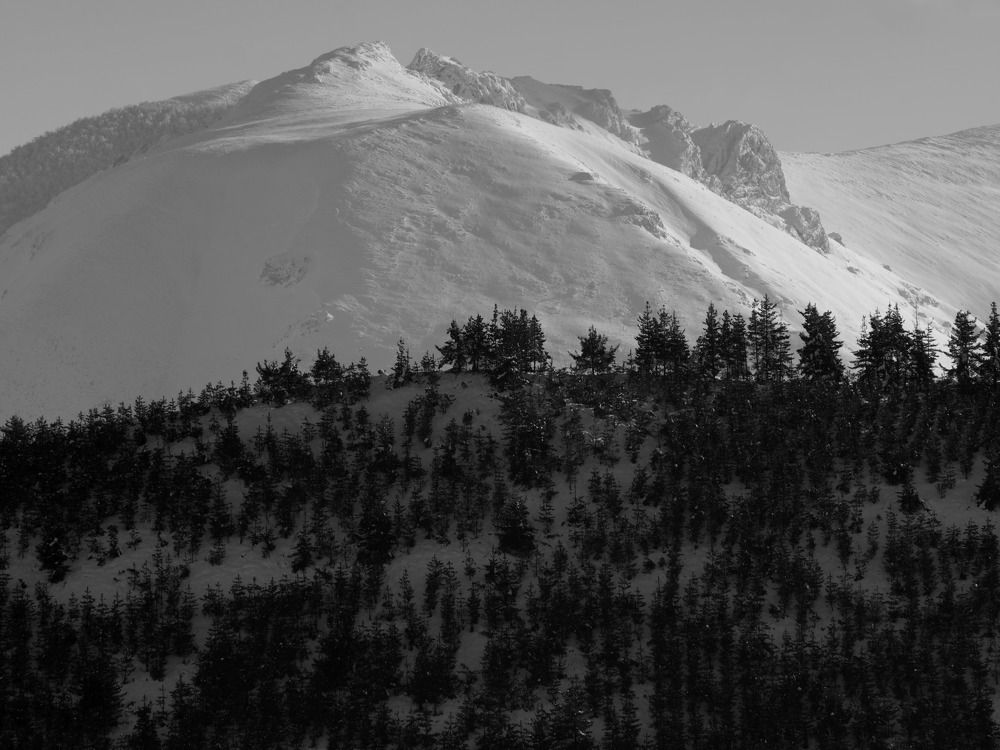 Mountain pines