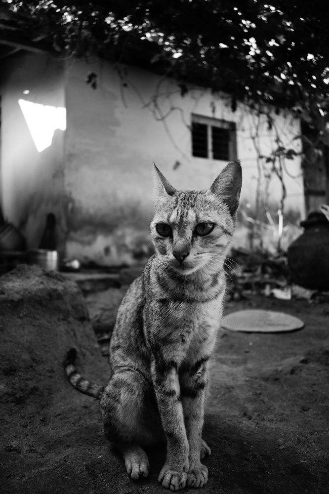 cat in the house