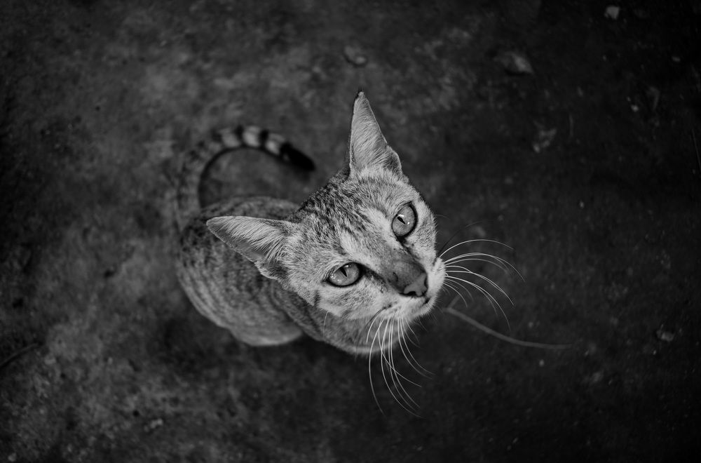eyes