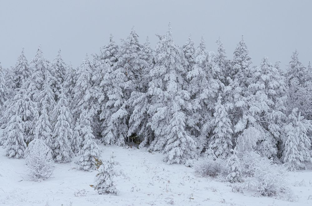 Photograph by Ольга Мукина