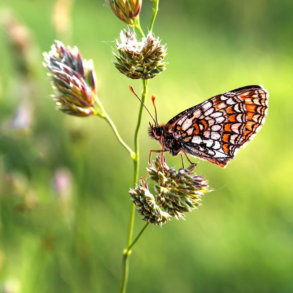 Photograph by Сергей Крышен