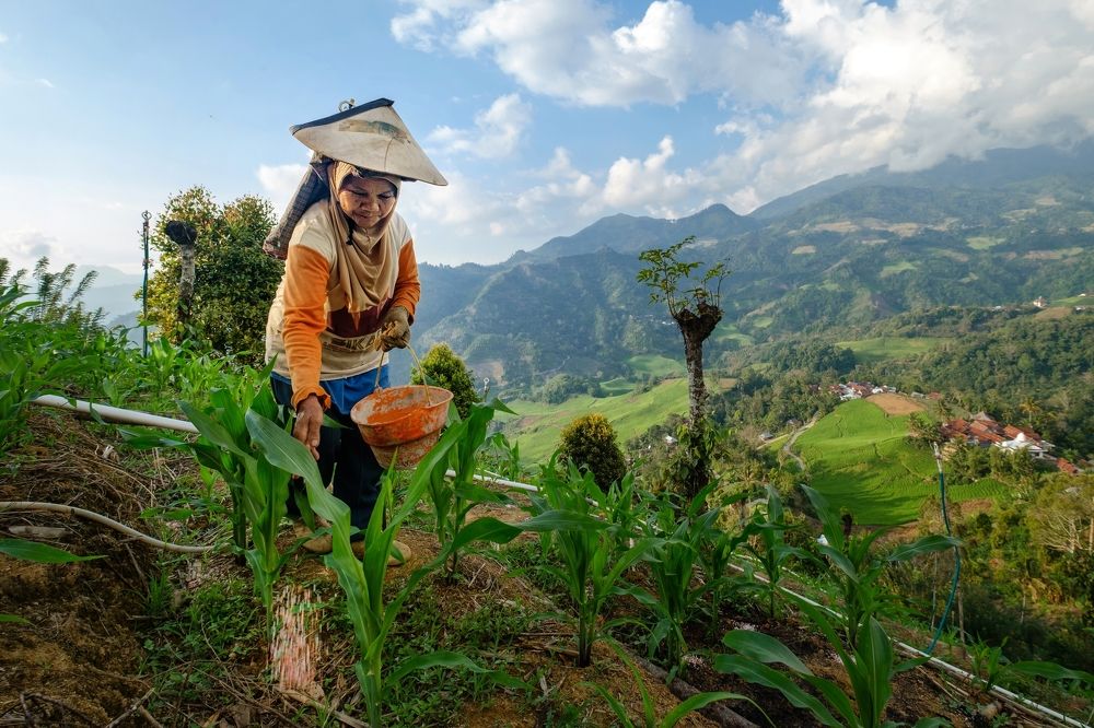 Woman, corn farm, and valley