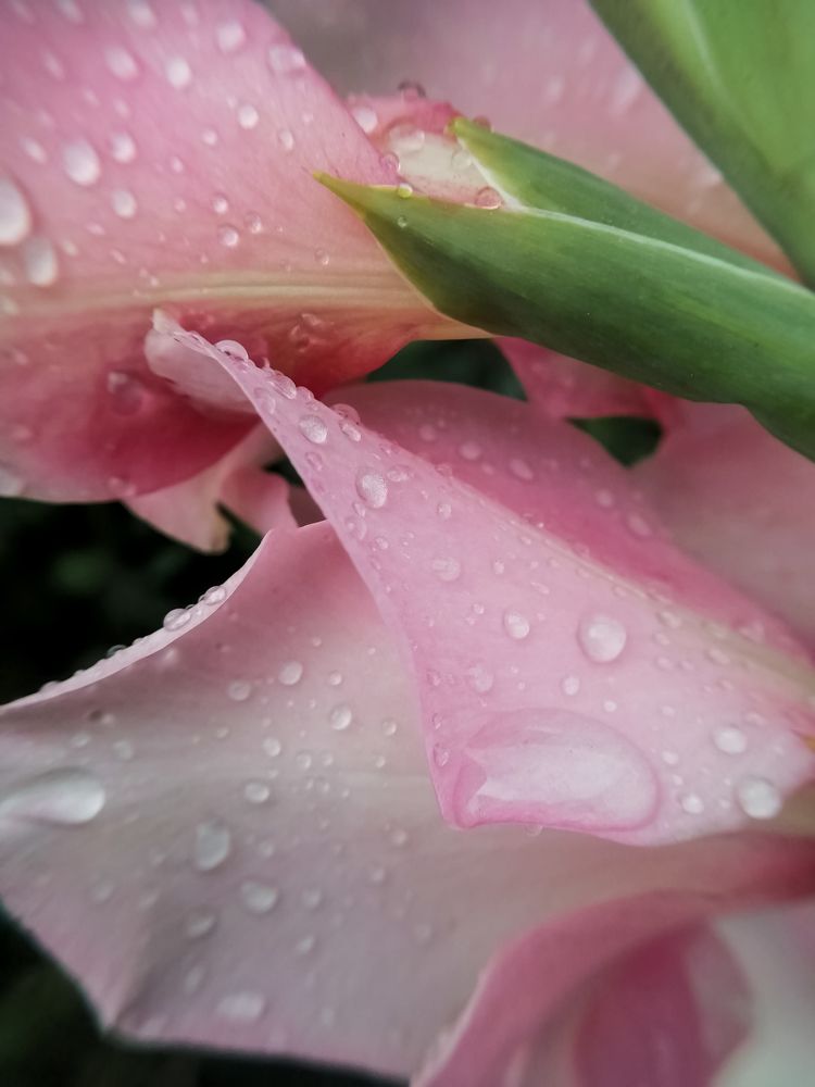 Photograph by Ольга Гаврикова