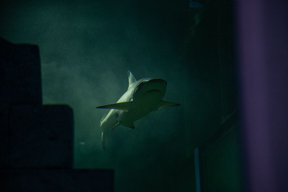 Чернопёрая рифовая акула