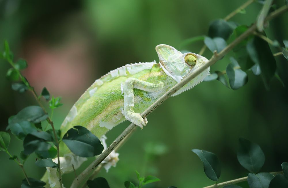 Photograph by Colahan Mariana